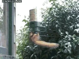 Squirrel Proof Bird Feeder